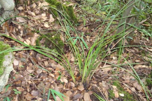 怎么养殖兰花,春秋季节每隔2-3天浇一次水
