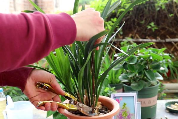 怎么养殖兰花,春秋季节每隔2-3天浇一次水