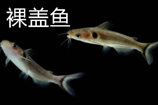裸盖鱼的分布范围，主产于北太平洋大西洋