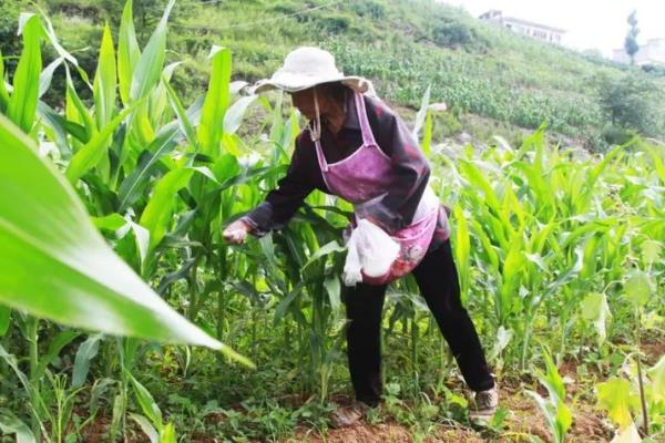 玉米使用氮磷钾的比例,春玉米比例为1:0.3:0.5