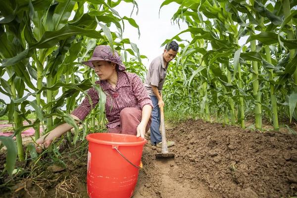 玉米使用氮磷钾的比例,春玉米比例为1:0.3:0.5