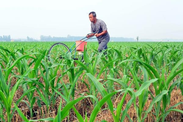 玉米使用氮磷钾的比例,春玉米比例为1:0.3:0.5