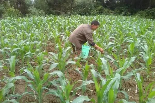 玉米使用氮磷钾的比例,春玉米比例为1:0.3:0.5