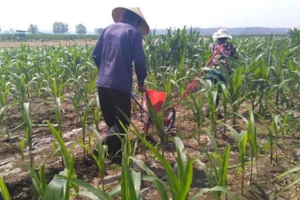 玉米使用氮磷钾的比例,春玉米比例为1:0.3:0.5