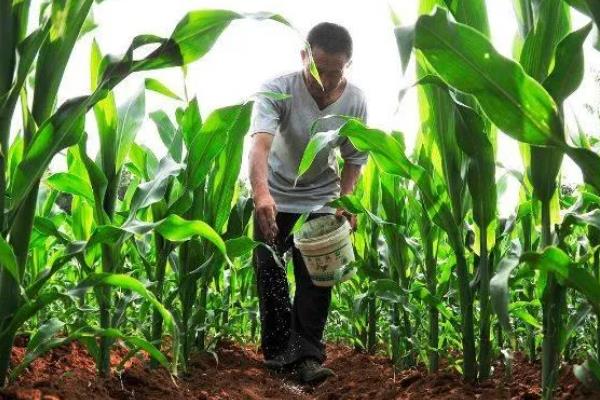 玉米使用氮磷钾的比例,春玉米比例为1:0.3:0.5