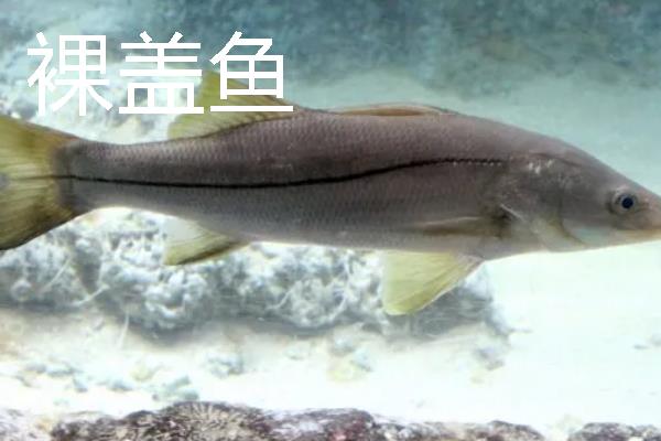 裸盖鱼的分布范围，主产于北太平洋大西洋