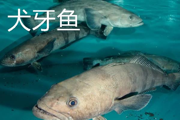 裸盖鱼的分布范围，主产于北太平洋大西洋