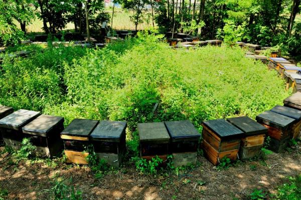 蜜蜂养殖如何选择场地，选择蜜源丰富和环境安静的地方