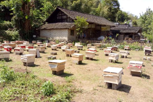 蜜蜂养殖如何选择场地，选择蜜源丰富和环境安静的地方