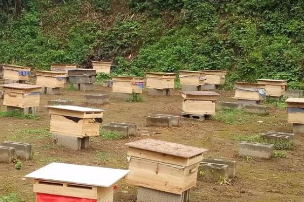 蜜蜂养殖如何选择场地，选择蜜源丰富和环境安静的地方