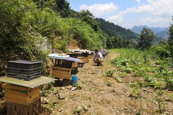 蜜蜂养殖如何选择场地，选择蜜源丰富和环境安静的地方