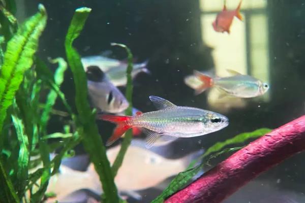 龙须灯鱼好不好养，饲养难度并不大