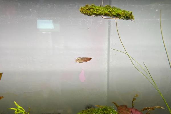 龙须灯鱼好不好养，饲养难度并不大