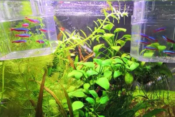 龙须灯鱼好不好养，饲养难度并不大