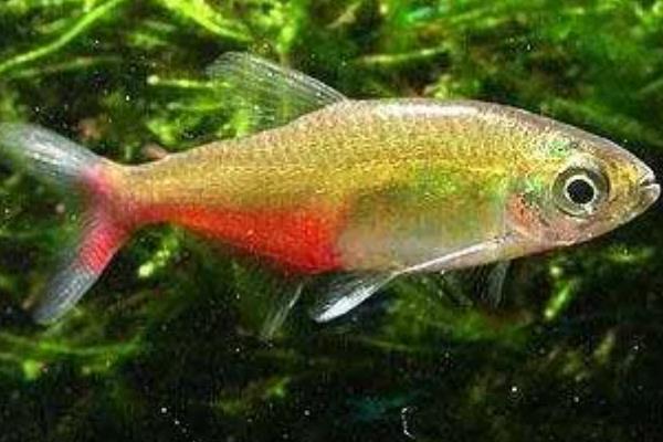 龙须灯鱼好不好养，饲养难度并不大