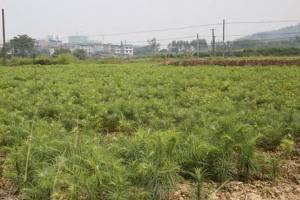 成年沙树的价格，直径不同价格不同