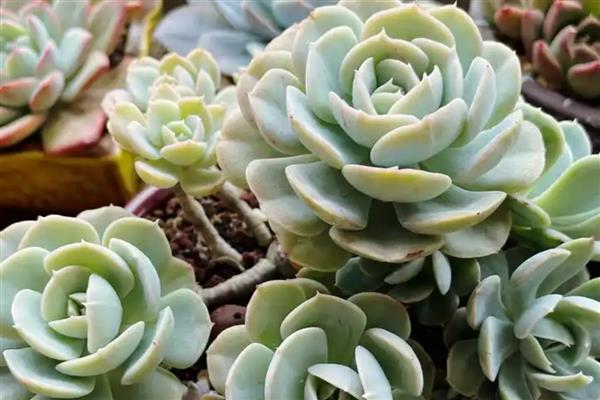 鲁氏石莲花的颜色，叶片呈灰绿色至粉白色