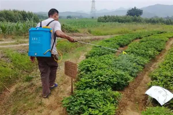 百菌清怎么使用，针对不同病虫害的使用方法不同