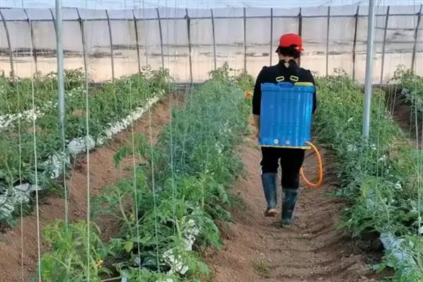 百菌清怎么使用，针对不同病虫害的使用方法不同