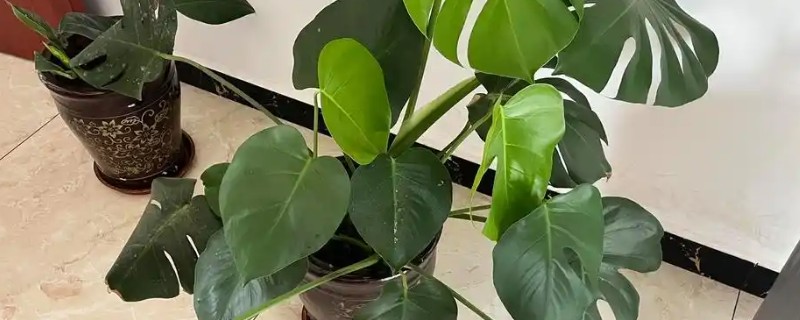 龟背竹怎么养殖，每年3-4月份都要换盆