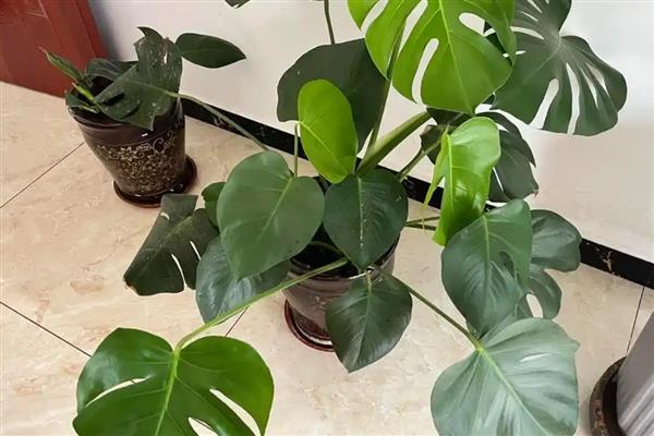 龟背竹怎么养殖，每年3-4月份都要换盆