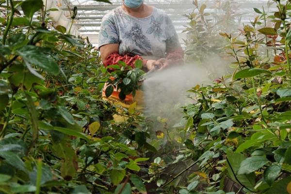 百菌清怎么使用，针对不同病虫害的使用方法不同