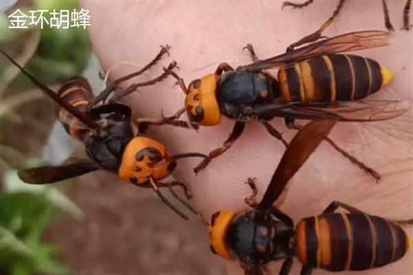 胡蜂简介，俗称马蜂或黄蜂