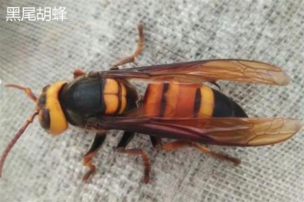 胡蜂简介，俗称马蜂或黄蜂