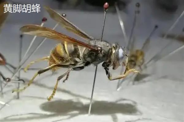 胡蜂简介，俗称马蜂或黄蜂