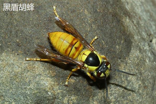 胡蜂简介，俗称马蜂或黄蜂