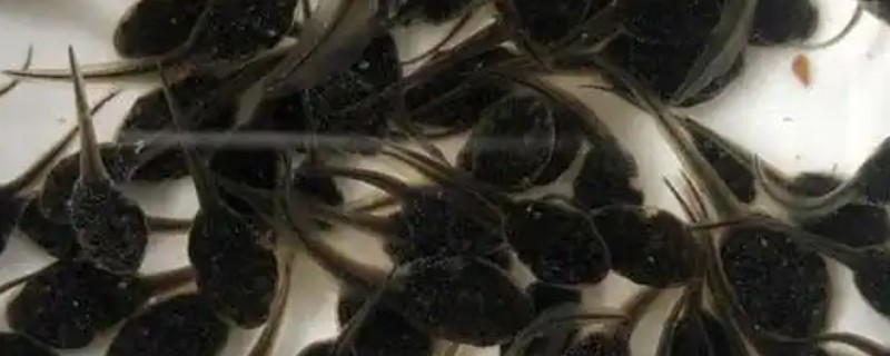 牛蛙蝌蚪有哪些养殖注意事项，每隔3-5天换1次水