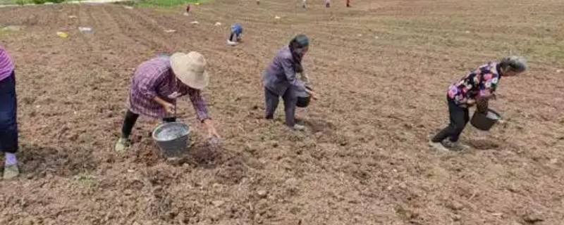 玉米播种后遇到下大雨会不会有影响，会造成种子浪费