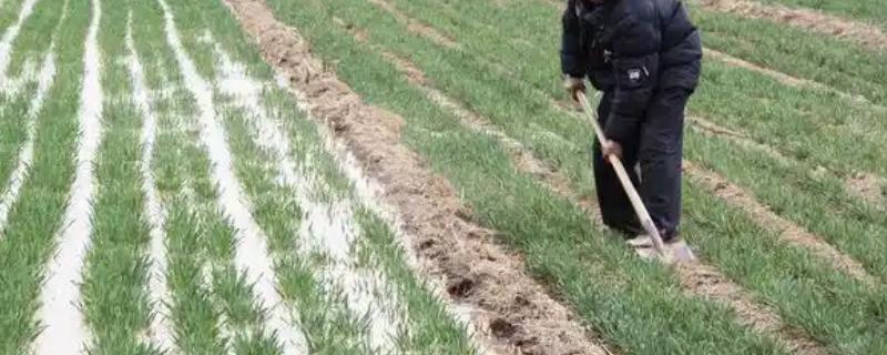 冬季的农事活动，可以种菠菜、越冬芹菜等