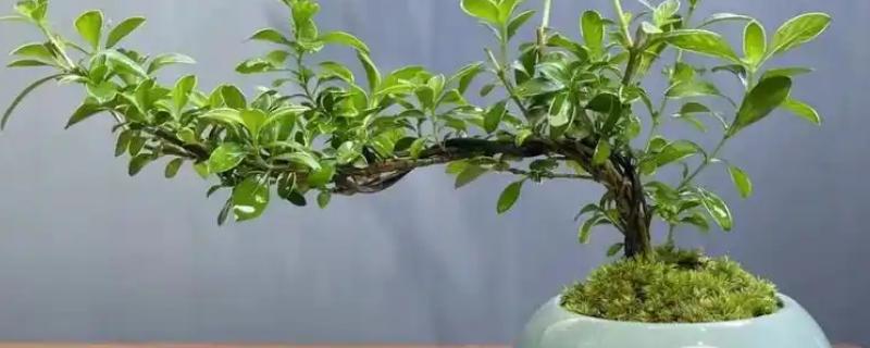 六月雪适合用什么盆种，建议用陶盆或者瓦盆