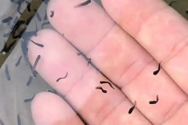 牛蛙蝌蚪有哪些养殖注意事项，每隔3-5天换1次水