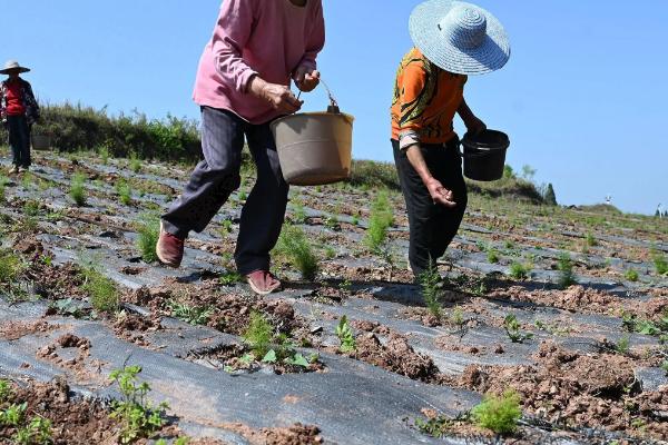 冬季的农事活动，可以种菠菜、越冬芹菜等