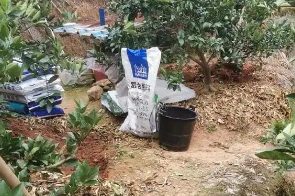 黄皮果树使用哪种肥料，3-4月份追施氮肥可加快枝叶的生长速度