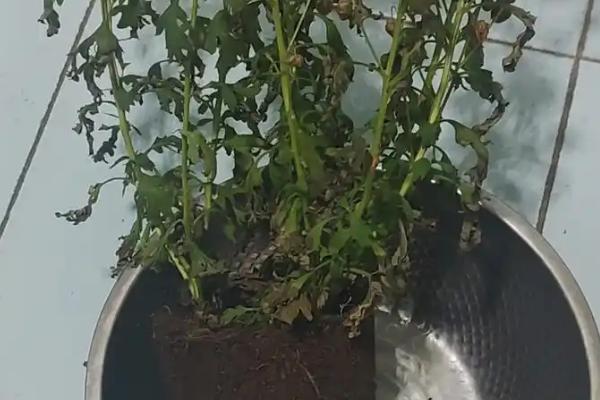 小雏菊蔫了如何救活，需更换土壤并补充水分