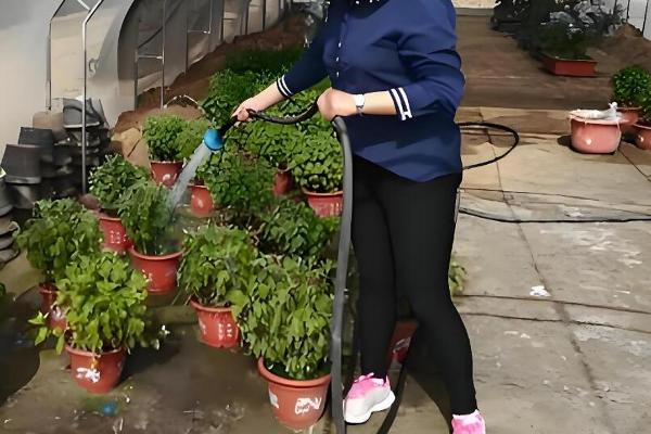 小雏菊蔫了如何救活，需更换土壤并补充水分