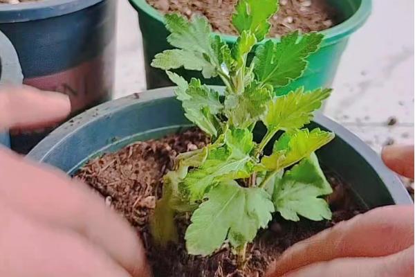 小雏菊蔫了如何救活，需更换土壤并补充水分