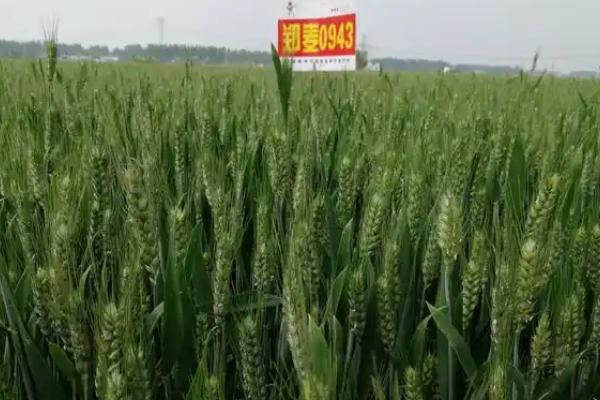 郑麦0943的简介，中抗条锈病籽粒的饱满度较好