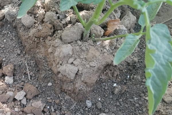 番茄叶片黄化的原因，可能是过量施肥、营养元素被土壤固定等因素所致