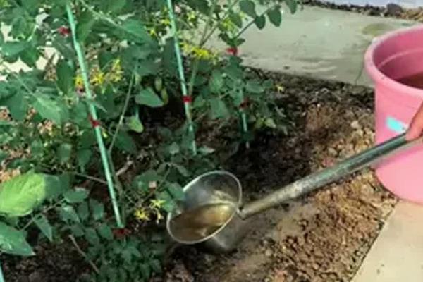 番茄叶片黄化的原因，可能是过量施肥、营养元素被土壤固定等因素所致