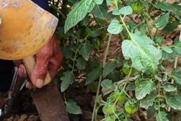 番茄叶片黄化的原因，可能是过量施肥、营养元素被土壤固定等因素所致