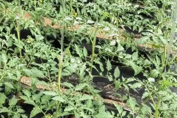 番茄叶片黄化的原因，可能是过量施肥、营养元素被土壤固定等因素所致