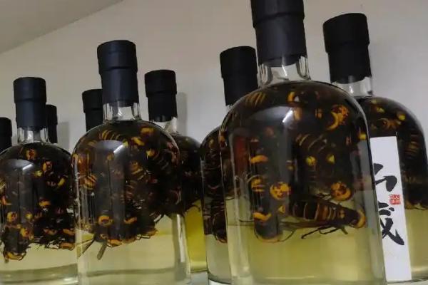 虎头蜂酒泡多长时间才能喝，泡制6个月以上才能饮用
