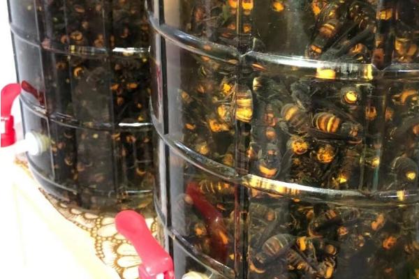虎头蜂酒泡多长时间才能喝，泡制6个月以上才能饮用