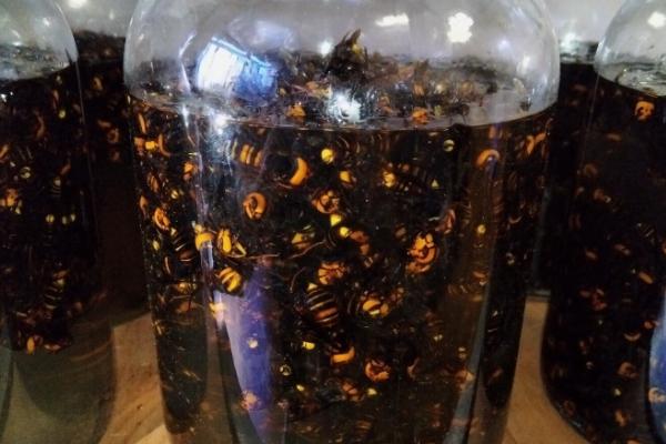 虎头蜂酒泡多长时间才能喝，泡制6个月以上才能饮用