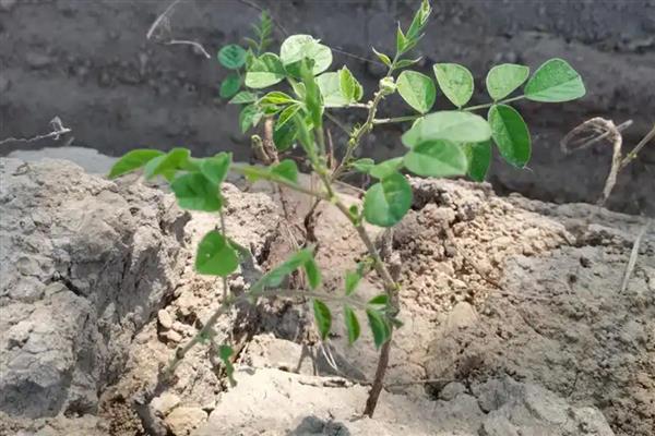 甘草怎么繁殖，以播种、分株、根茎繁殖为主