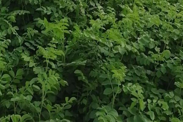 甘草怎么繁殖，以播种、分株、根茎繁殖为主